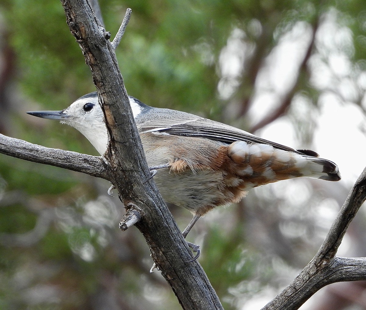 White-breasted Nuthatch - ML643423442