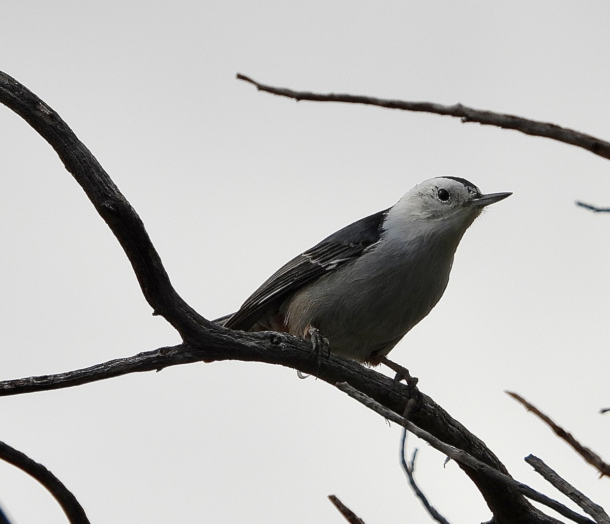 White-breasted Nuthatch - ML643423443
