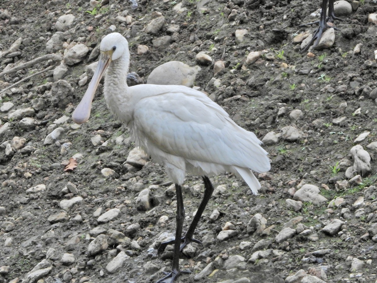 Eurasian Spoonbill - ML643423450