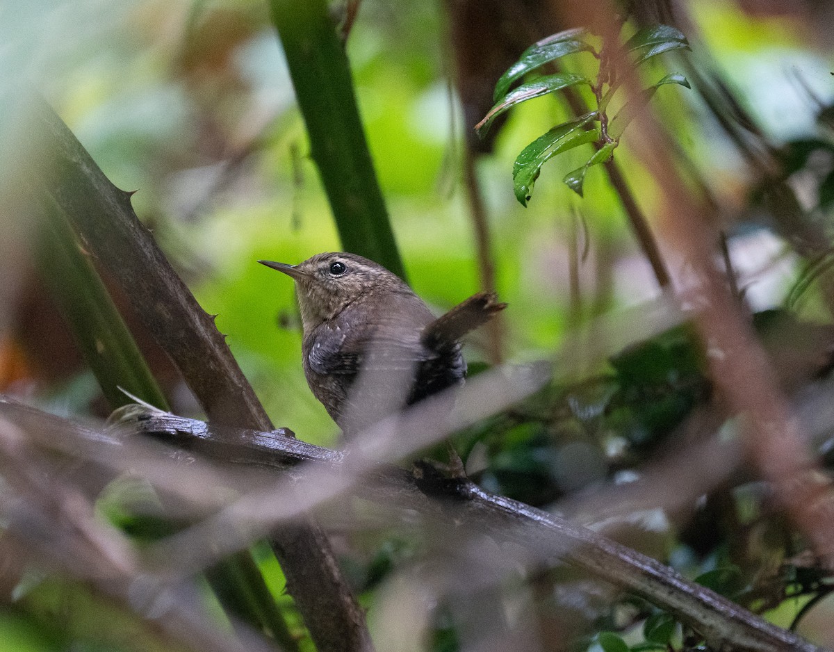 Pacific Wren - ML643423474
