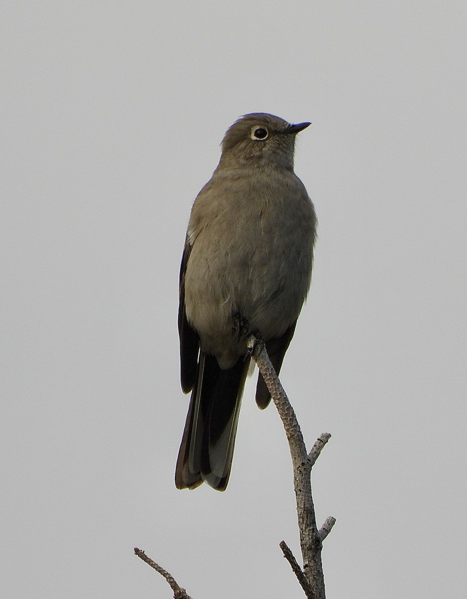 Townsend's Solitaire - ML643423492