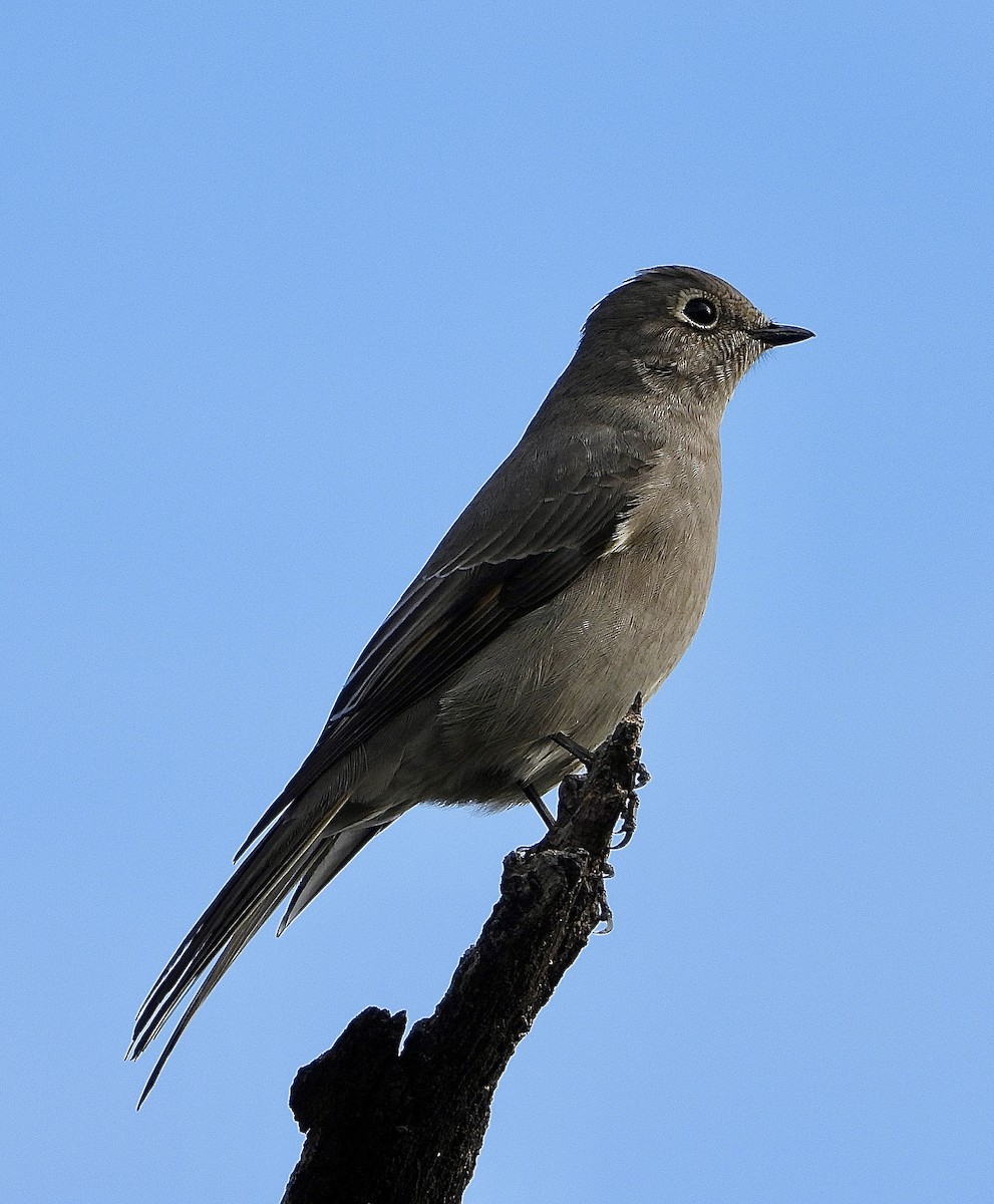 Townsend's Solitaire - ML643423493