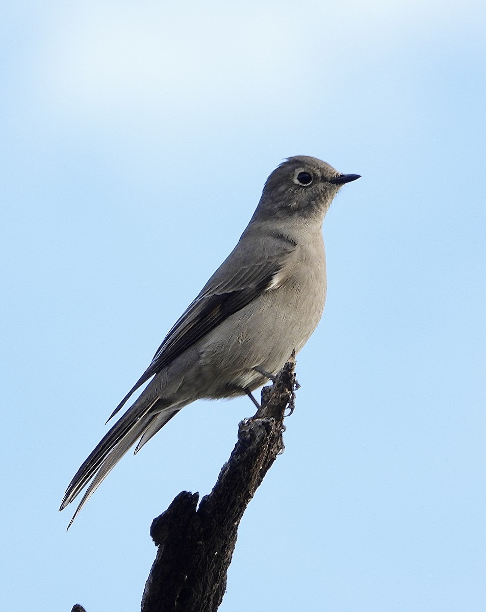 Townsend's Solitaire - ML643423494