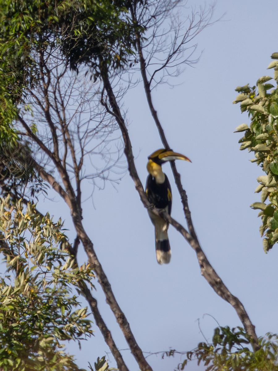 Great Hornbill - ML643423538