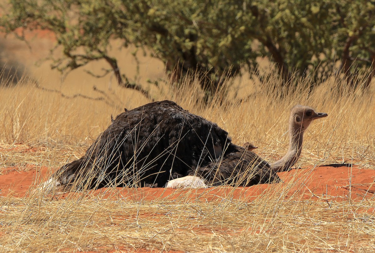Common Ostrich - ML643423542