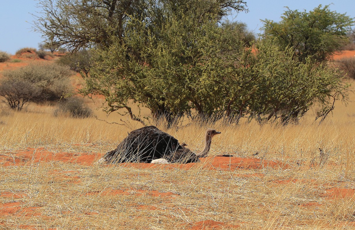 Common Ostrich - ML643423543