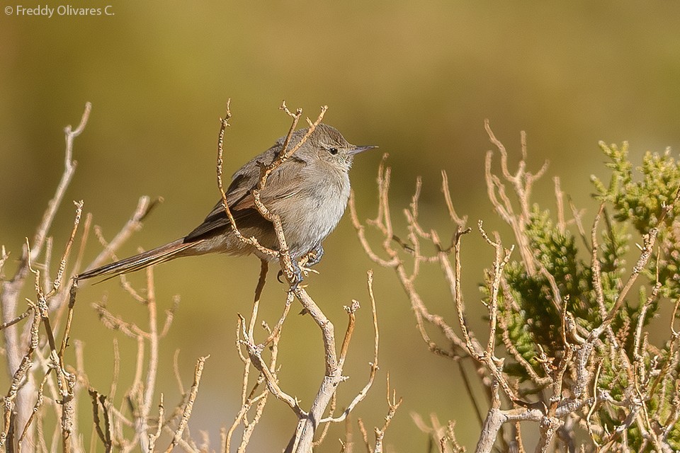 Sharp-billed Canastero - ML643423544