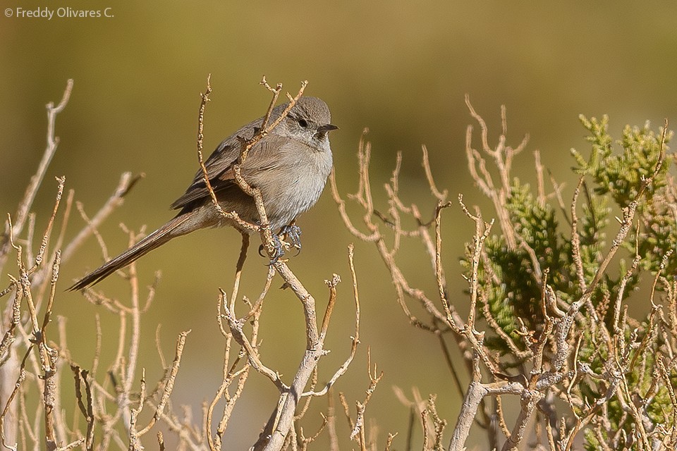 Sharp-billed Canastero - ML643423545