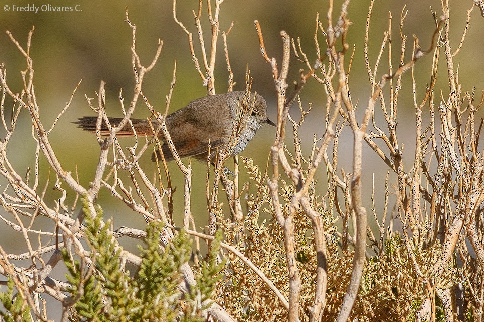 Sharp-billed Canastero - ML643423546