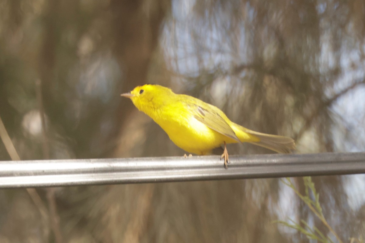 Wilson's Warbler - ML643423552