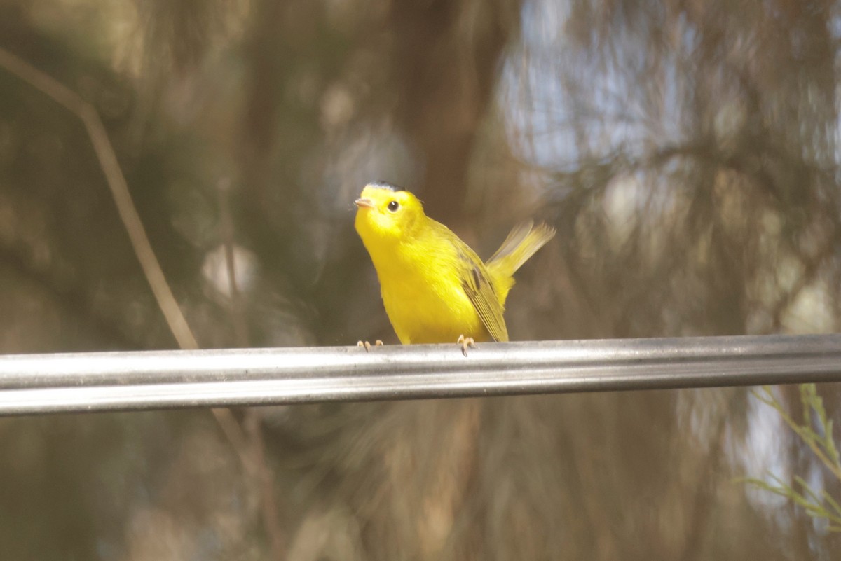 Wilson's Warbler - ML643423553