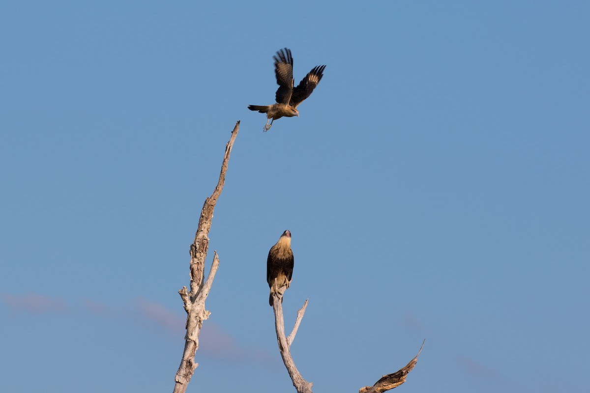 čimango žlutavý - ML643423559