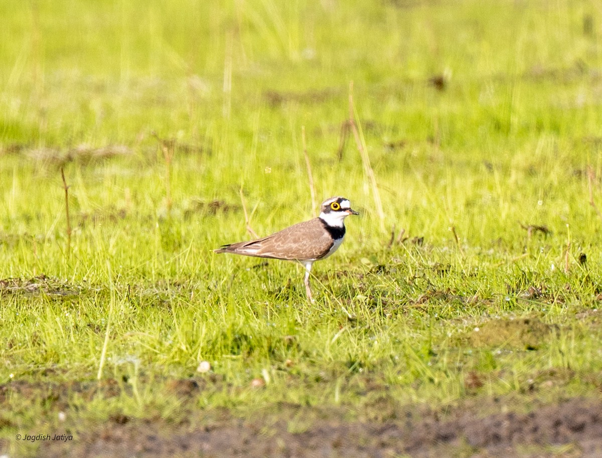 Little Ringed Plover - ML643423561