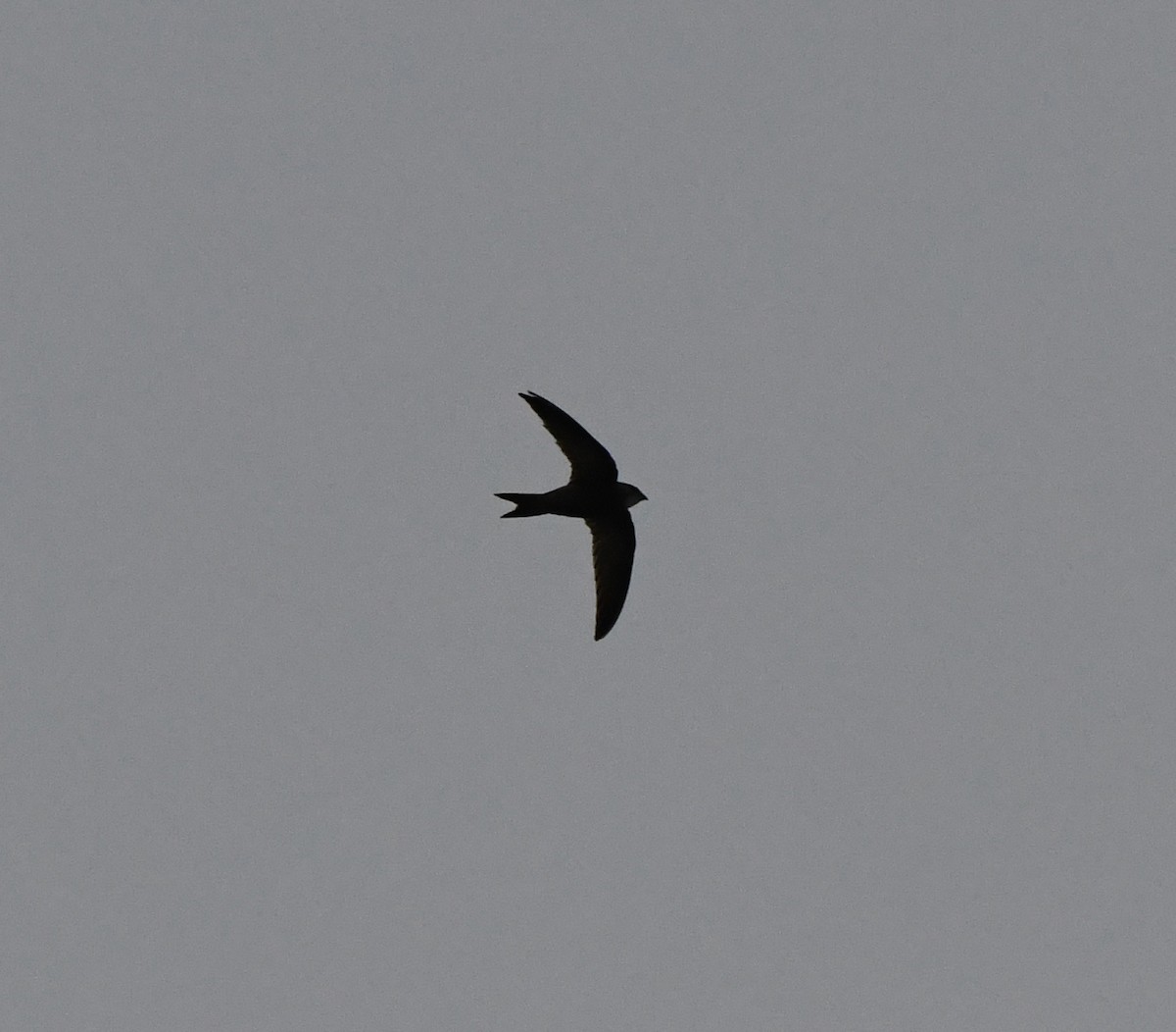 Common Swift - ML643423580