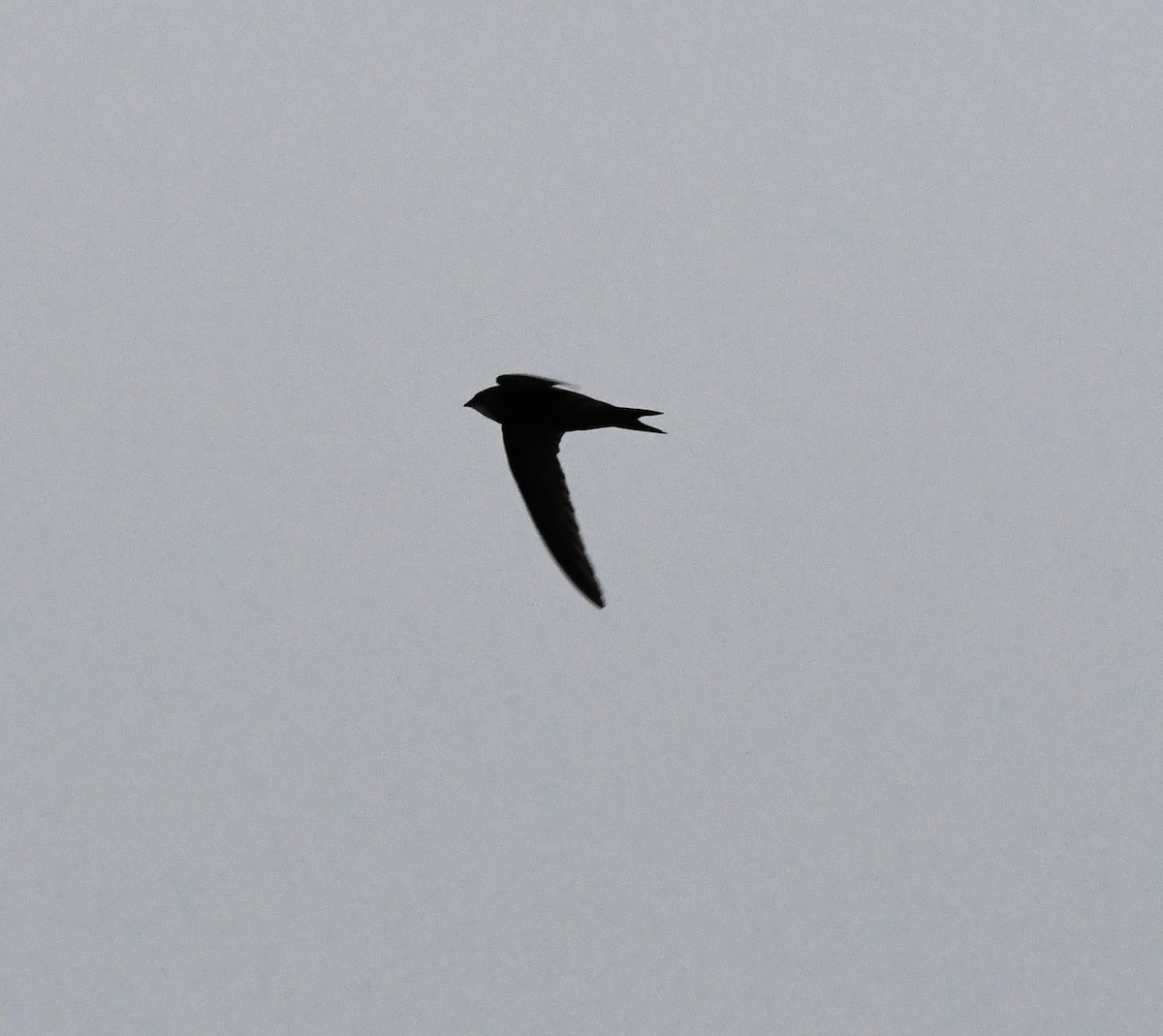 Common Swift - ML643423581