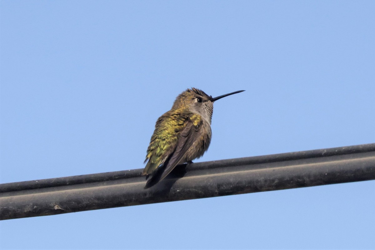 Colibri de Costa - ML643423583
