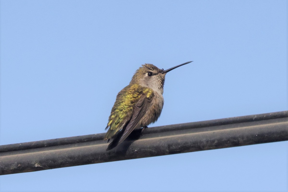 Colibri de Costa - ML643423584