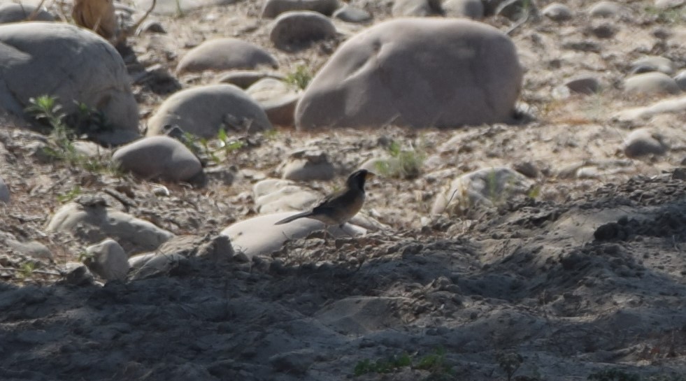 Saltator du Chaco - ML643423620