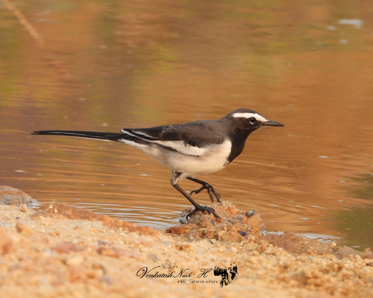 White-browed Wagtail - ML643423628
