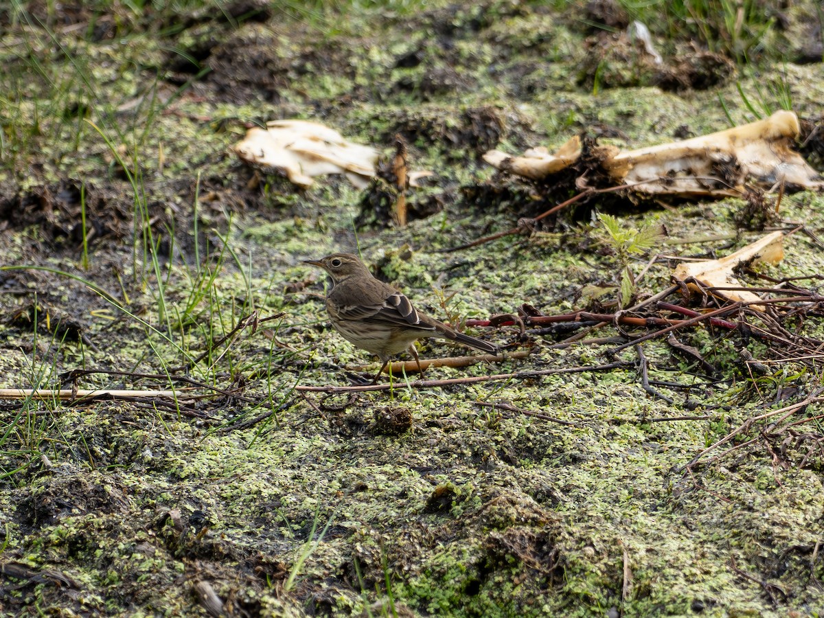 linduška tundrová - ML643423647