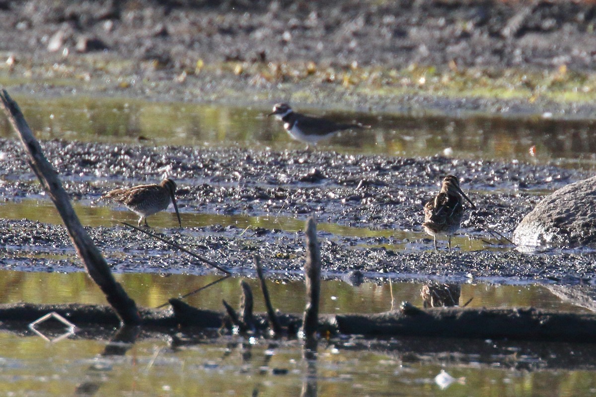 Wilson's Snipe - ML643423652