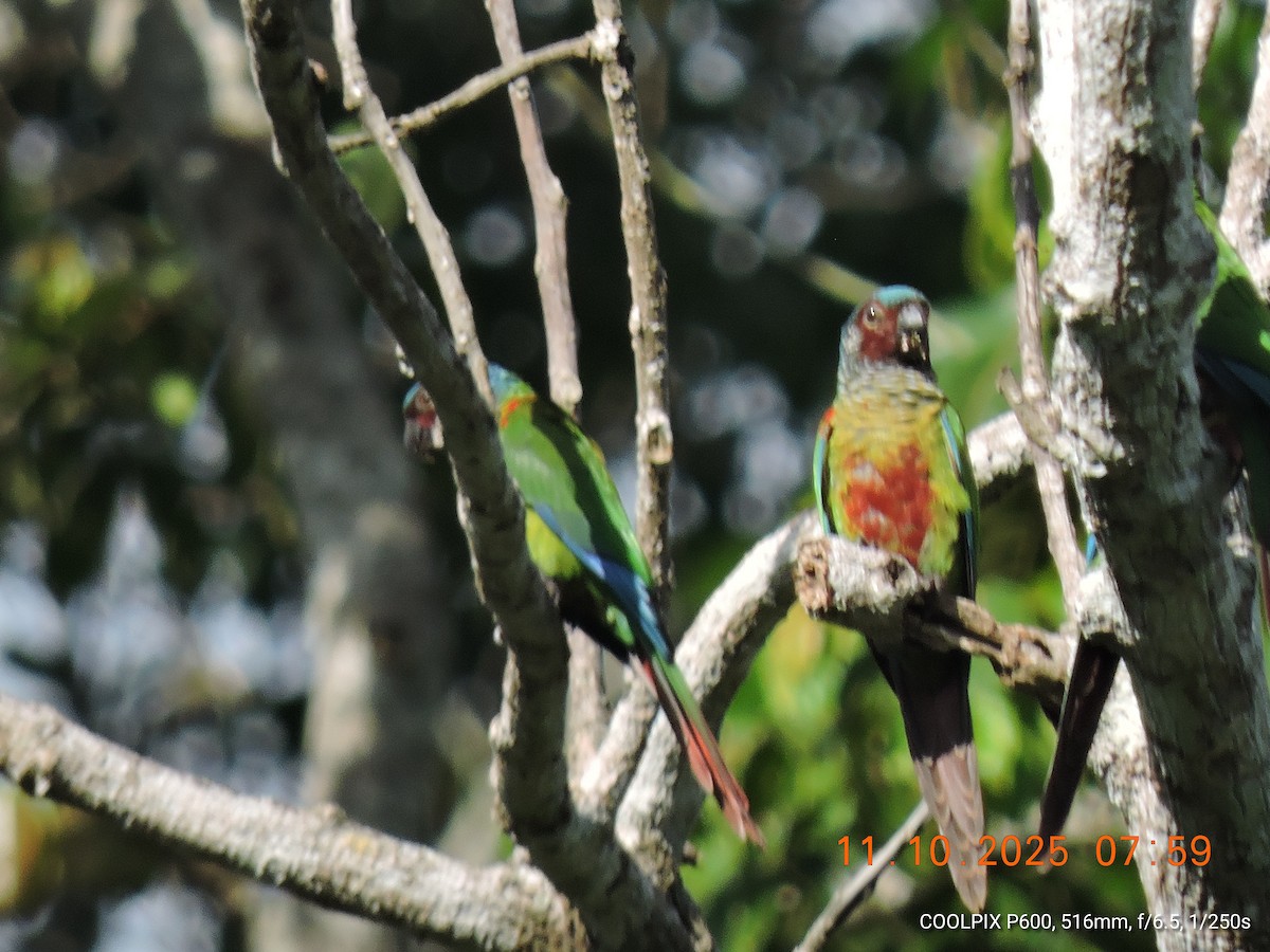 Painted Parakeet - ML643423671