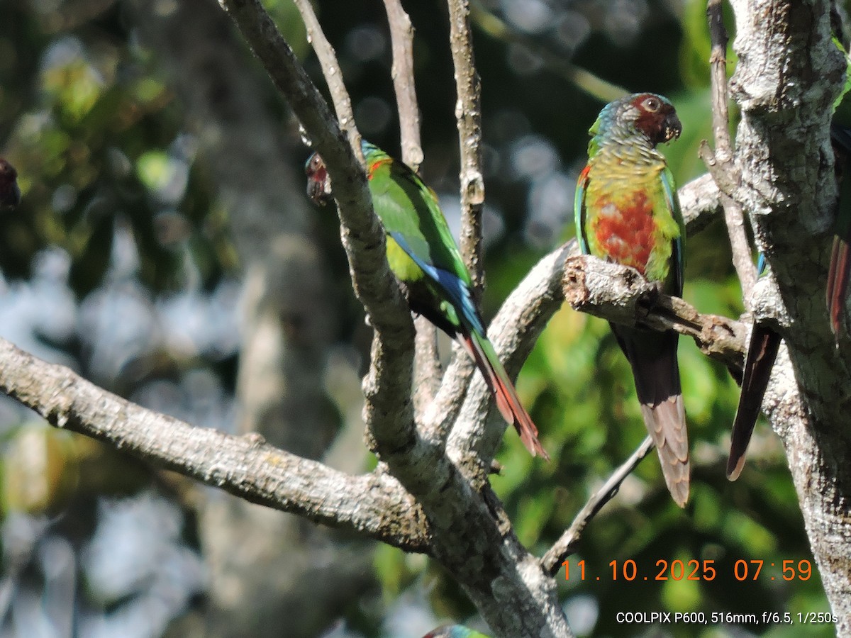 Painted Parakeet - ML643423672