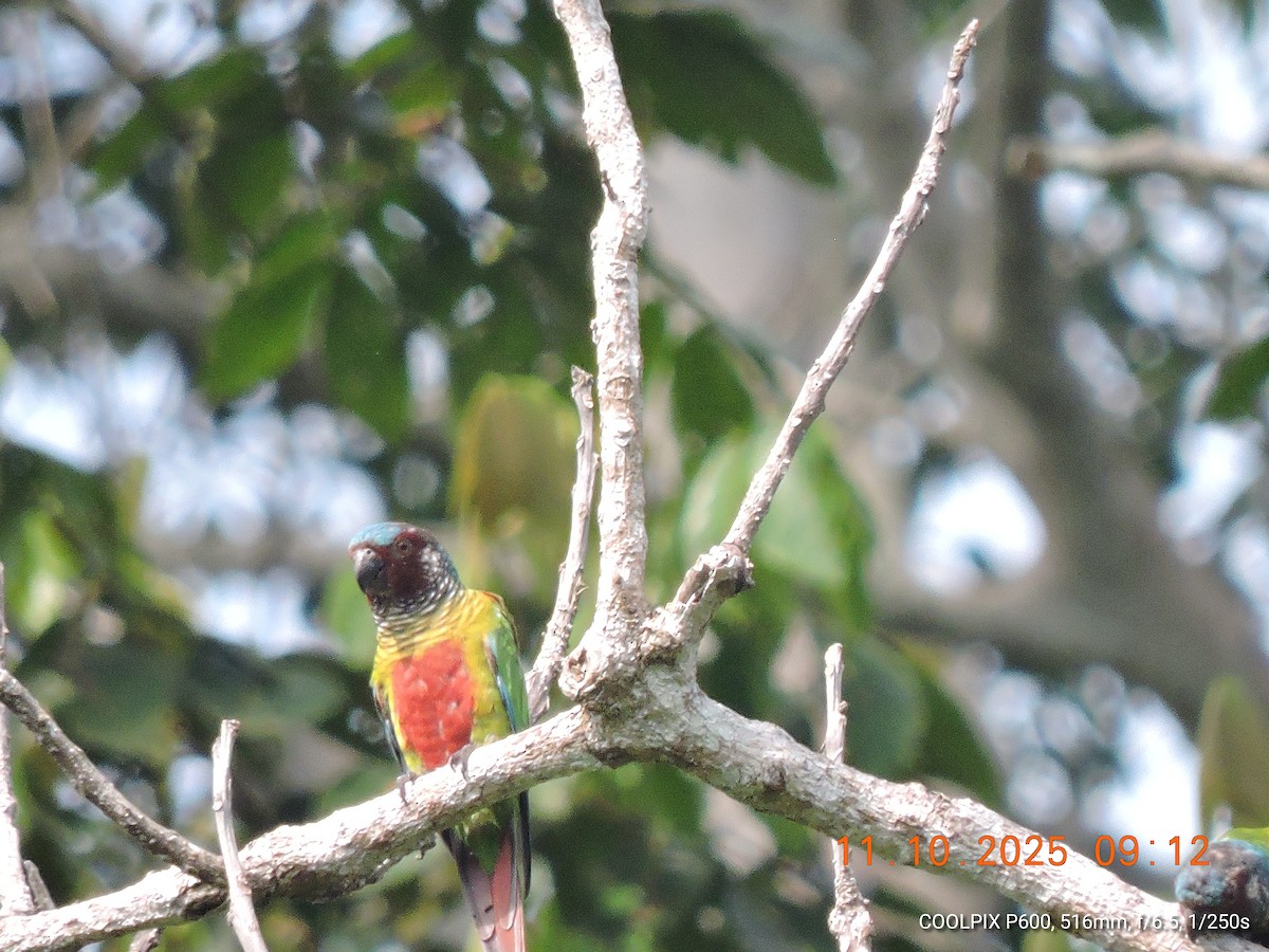 Painted Parakeet - ML643423673