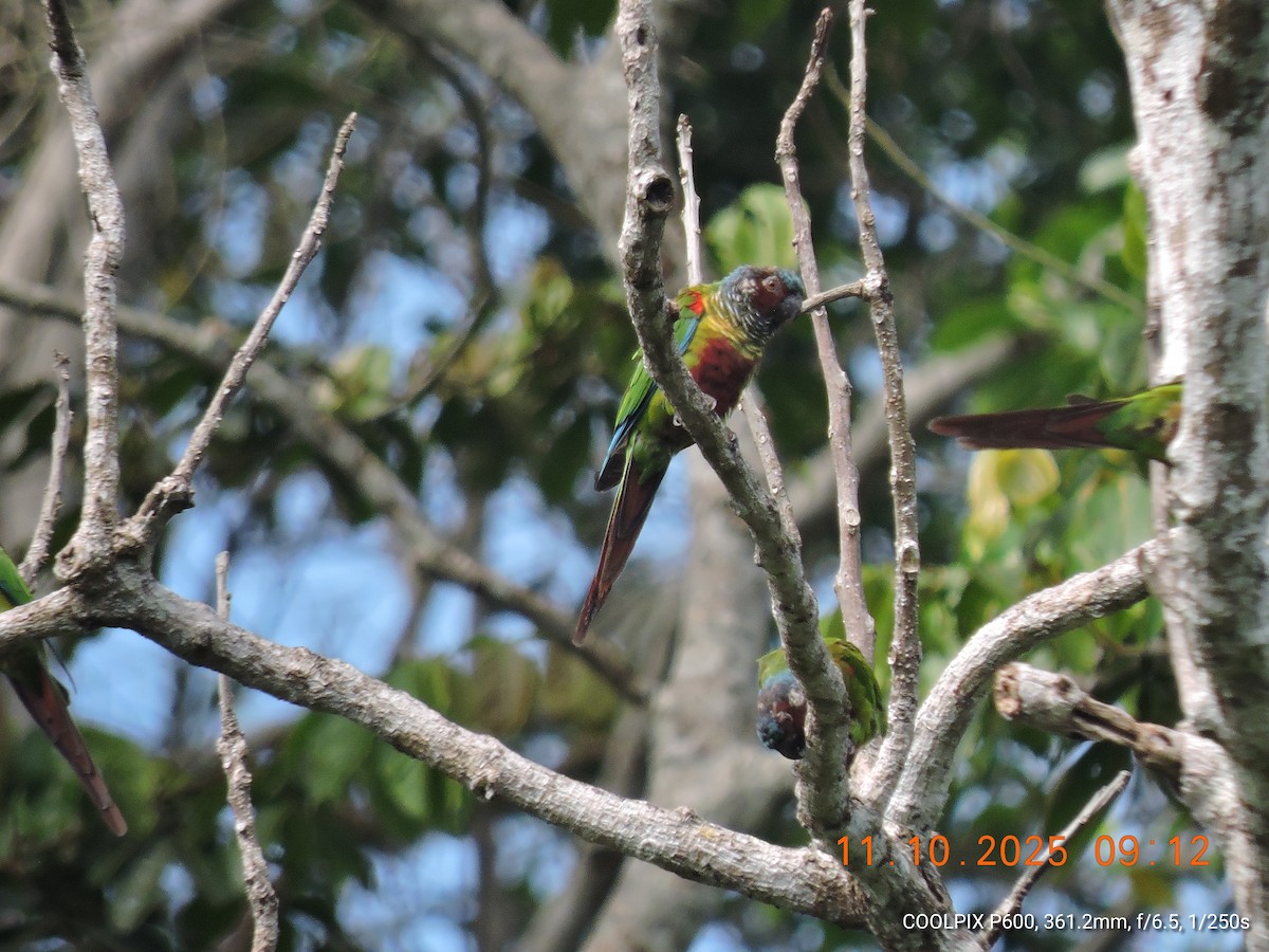 Painted Parakeet - ML643423674