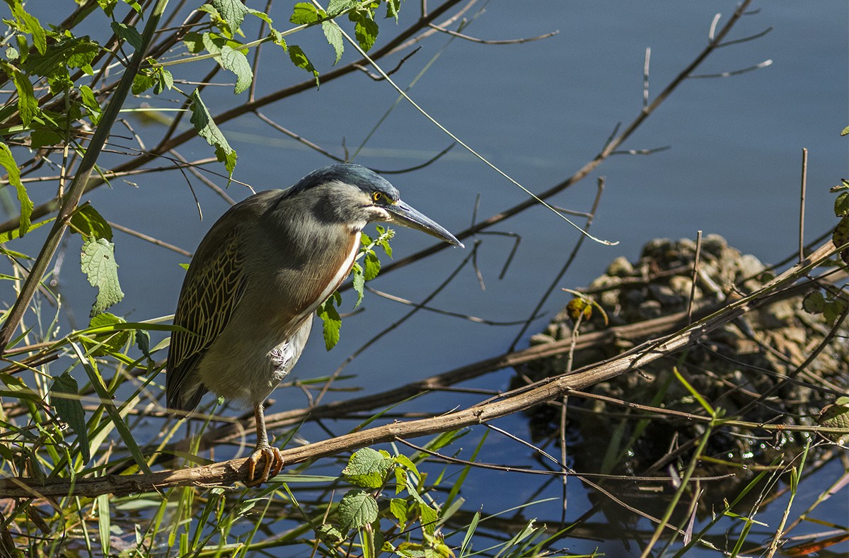 Striated Heron (South American) - ML643423676