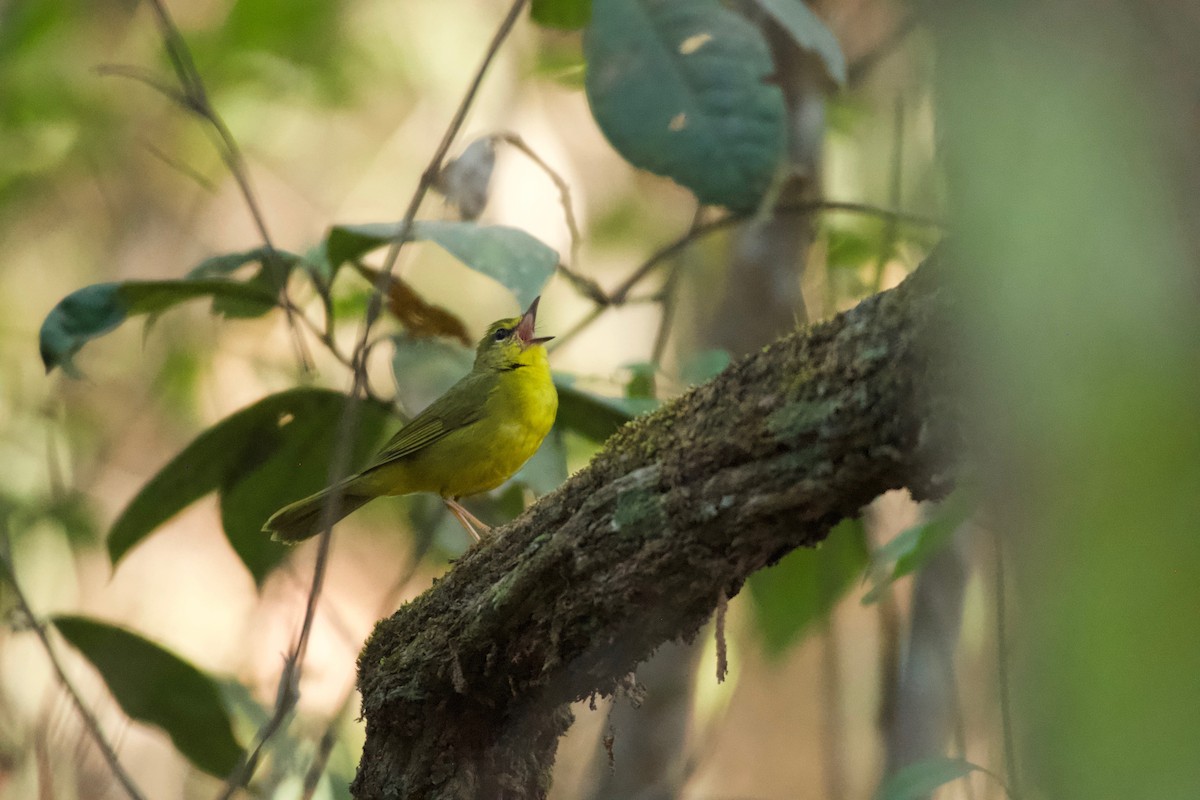 Flavescent Warbler - ML643423677