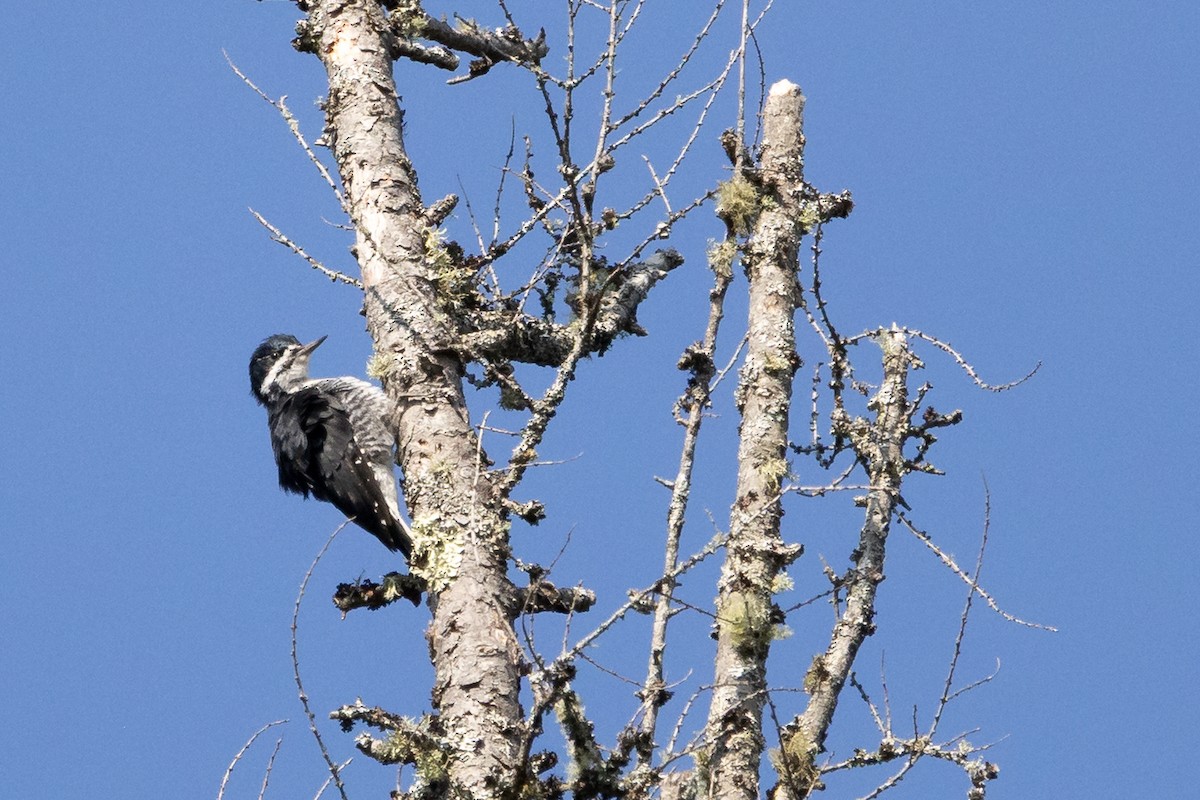 Black-backed Woodpecker - ML643423683