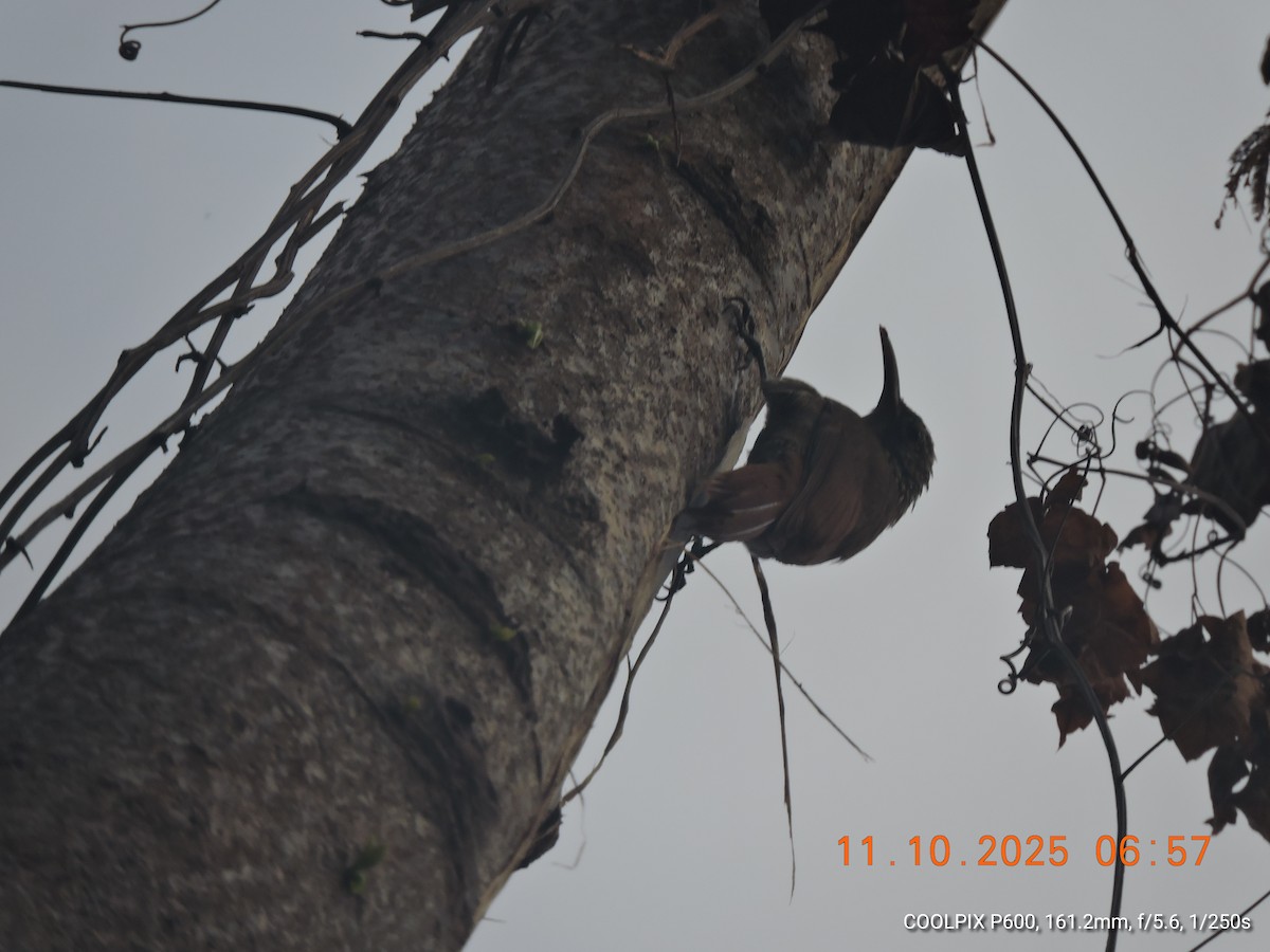 Strong-billed Woodcreeper - ML643423684