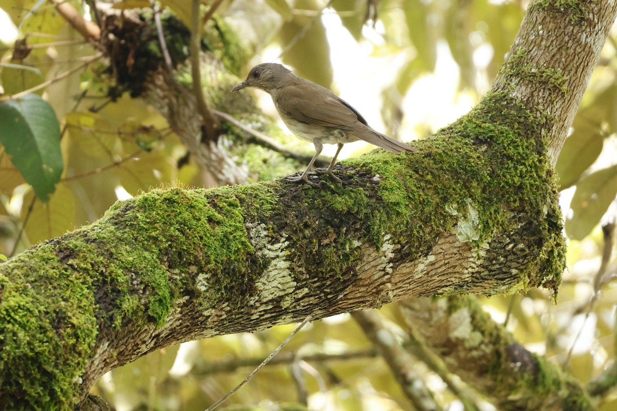 Pale-breasted Thrush - ML643423689