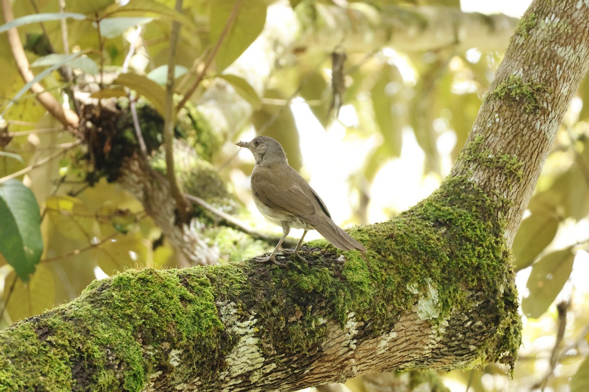 Pale-breasted Thrush - ML643423690