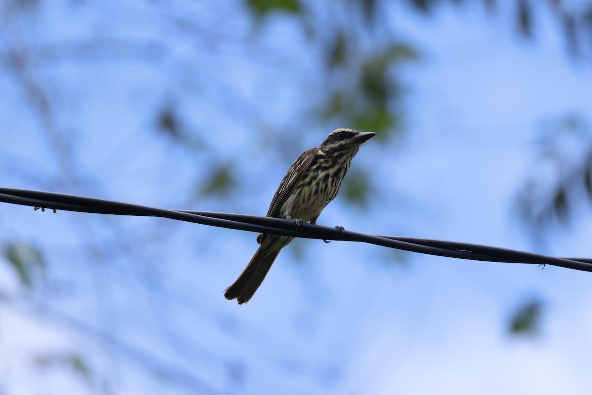Streaked Flycatcher (Southern) - ML643423694