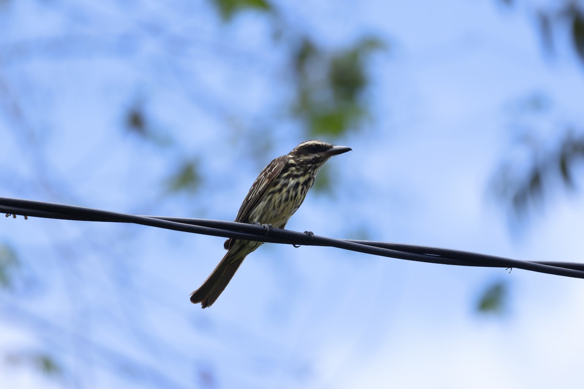 Streaked Flycatcher (Southern) - ML643423695