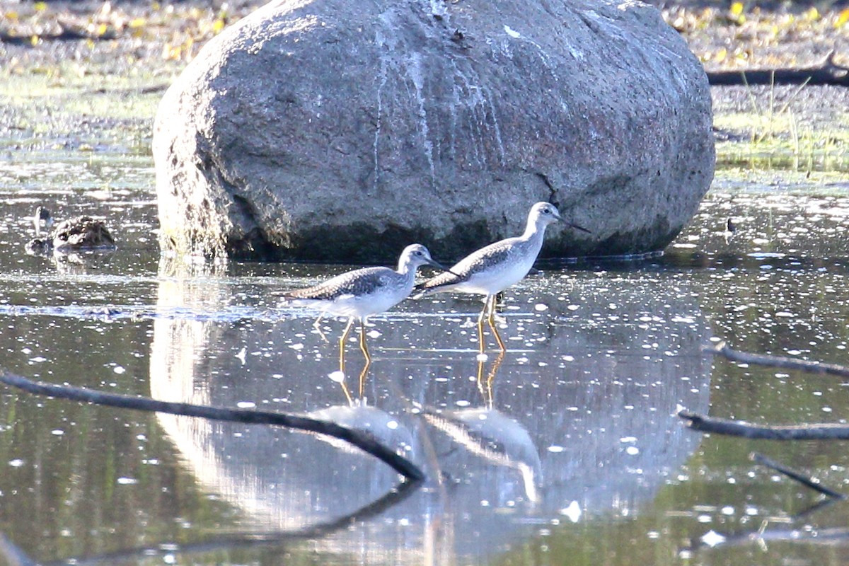 Greater Yellowlegs - ML643423696