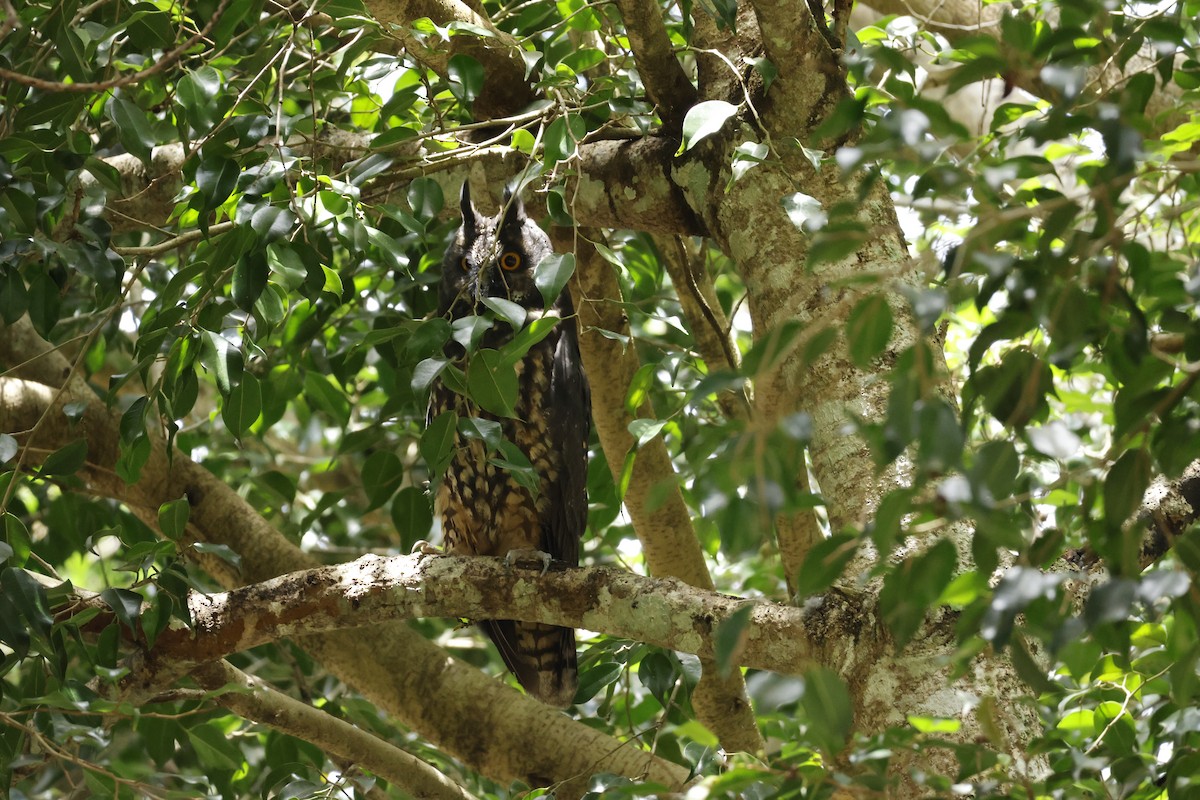 Stygian Owl - ML643423702