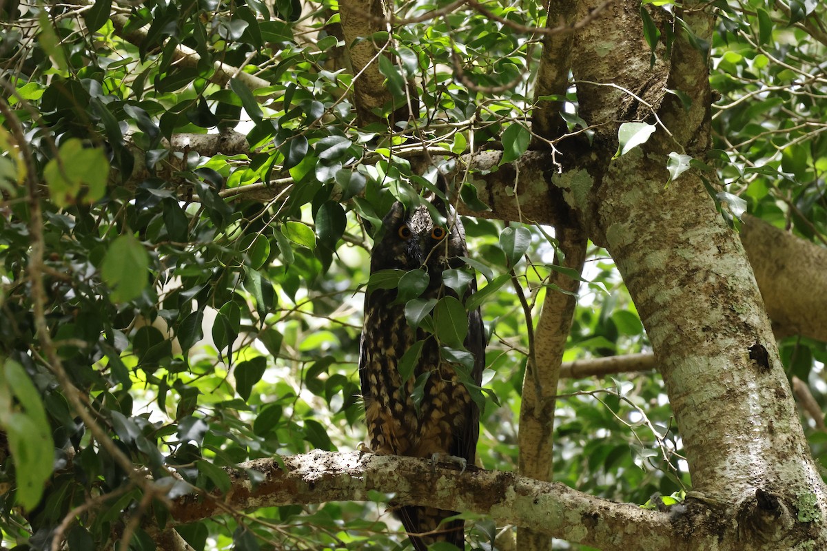 Stygian Owl - ML643423703