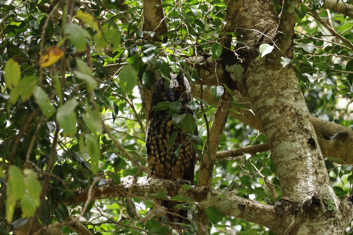 Stygian Owl - ML643423704