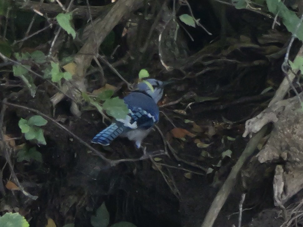 Blue Jay - ML643423706