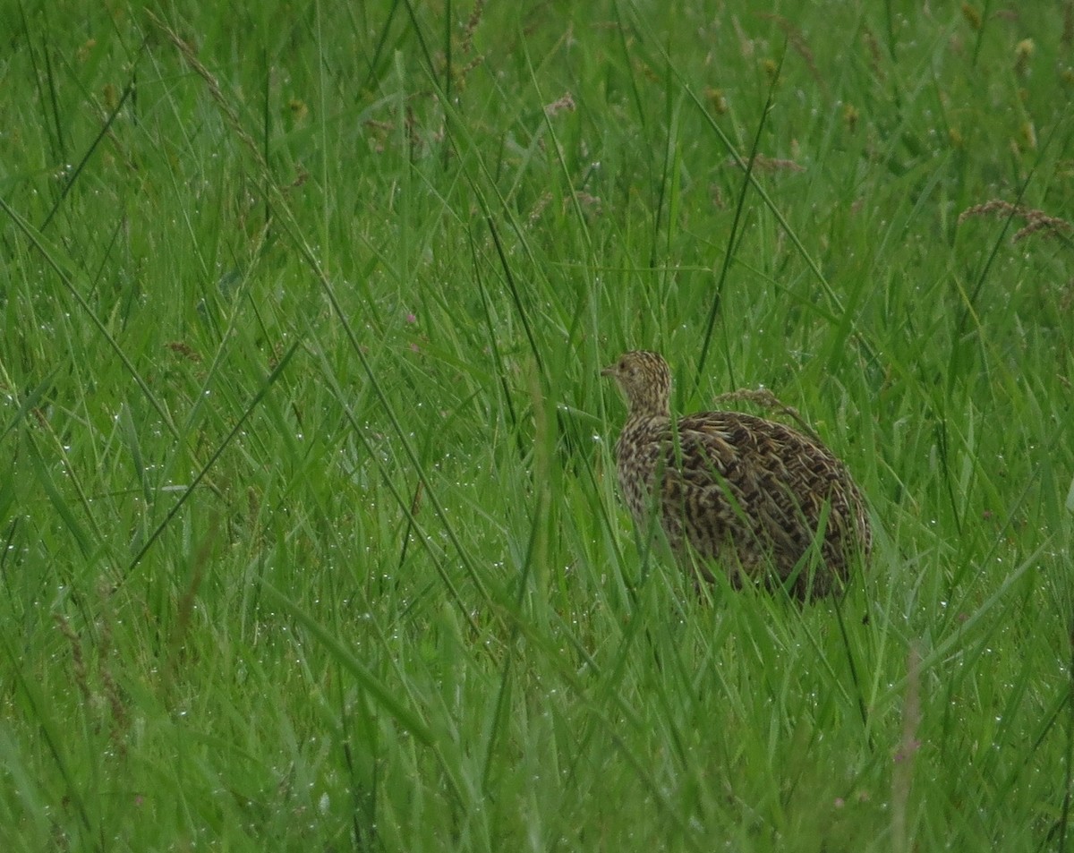 Spotted Nothura - ML643423740