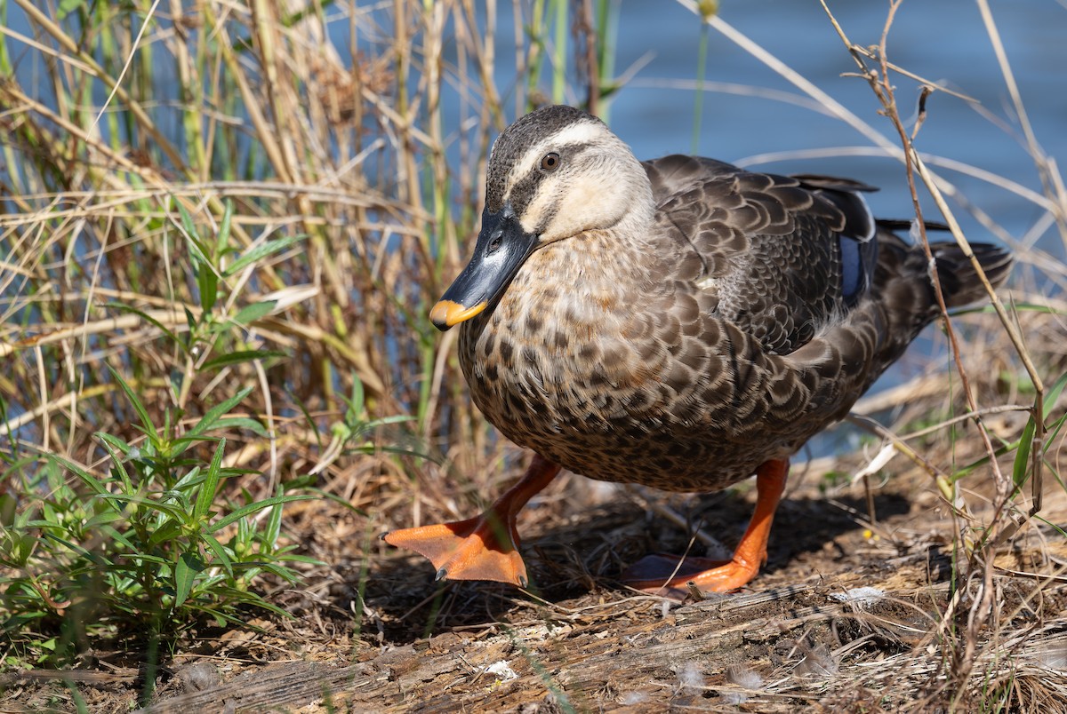 Eastern Spot-billed Duck - ML643423748