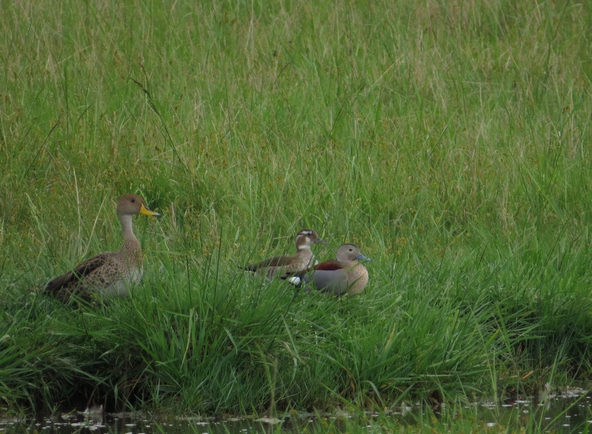 Yellow-billed Pintail - ML643423754