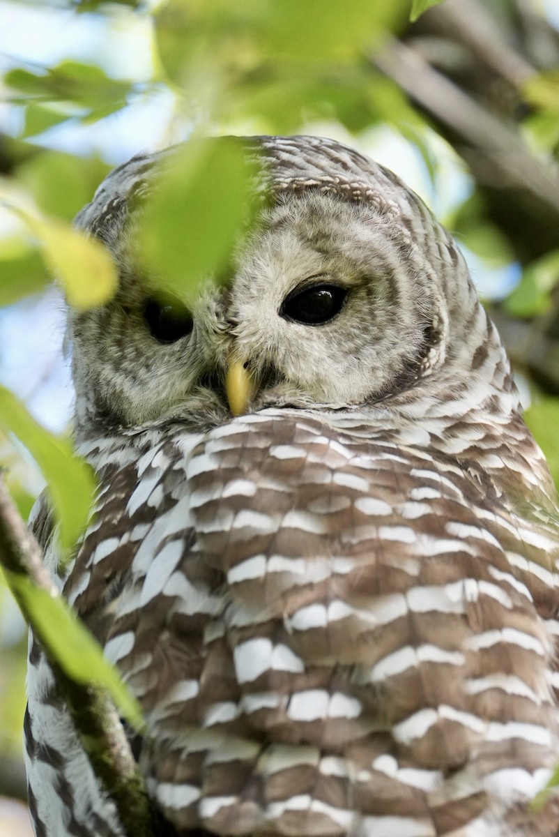 Barred Owl - ML643423755