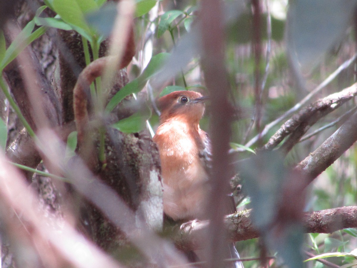 Tavus Guguğu - ML643423760