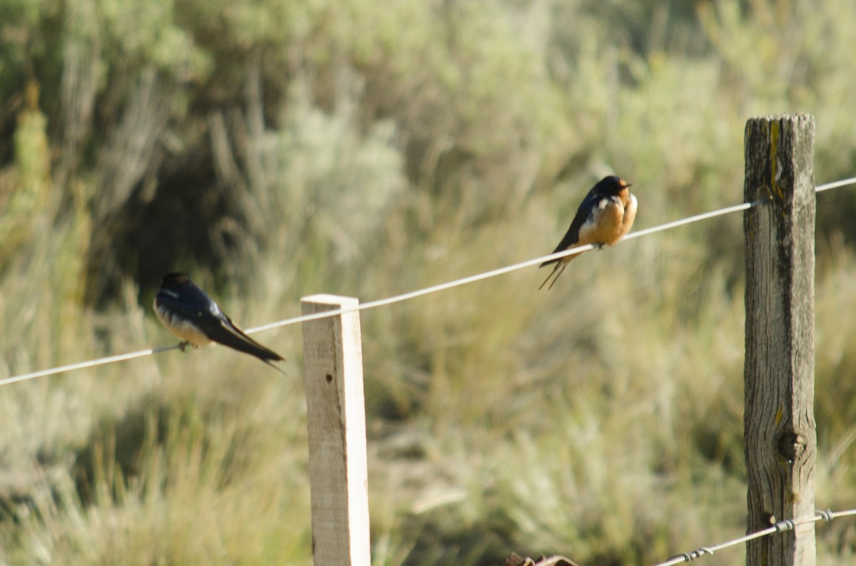 Barn Swallow - ML643423763