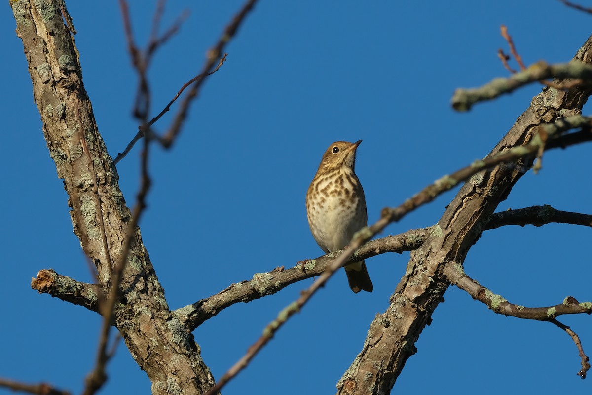 Hermit Thrush - ML643423766