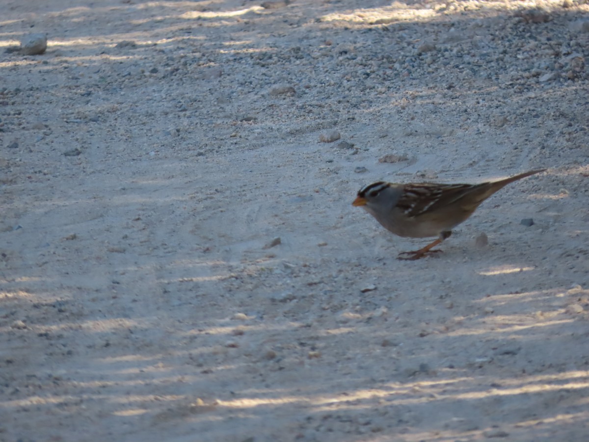White-crowned Sparrow - ML643423768
